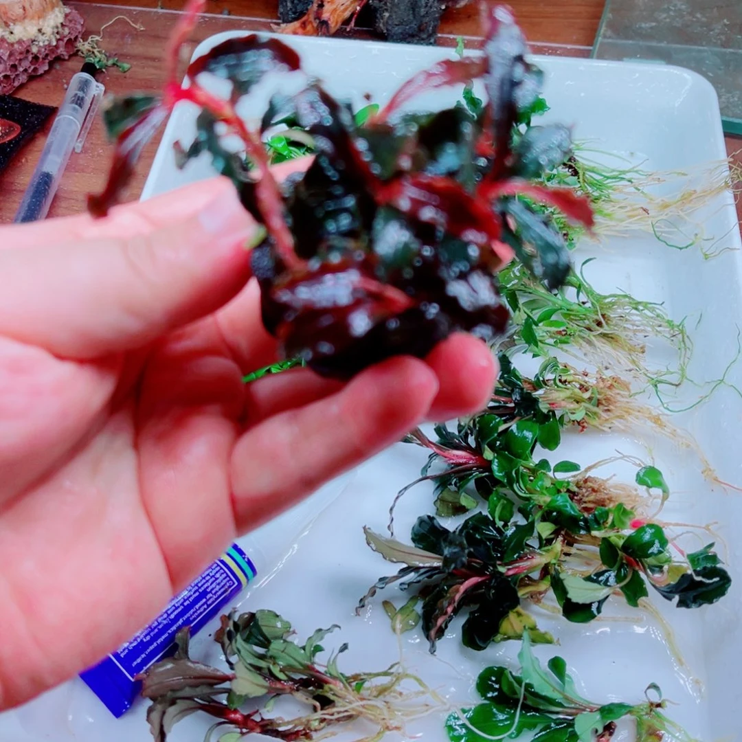 ****~美小呆哇塞套餐一份