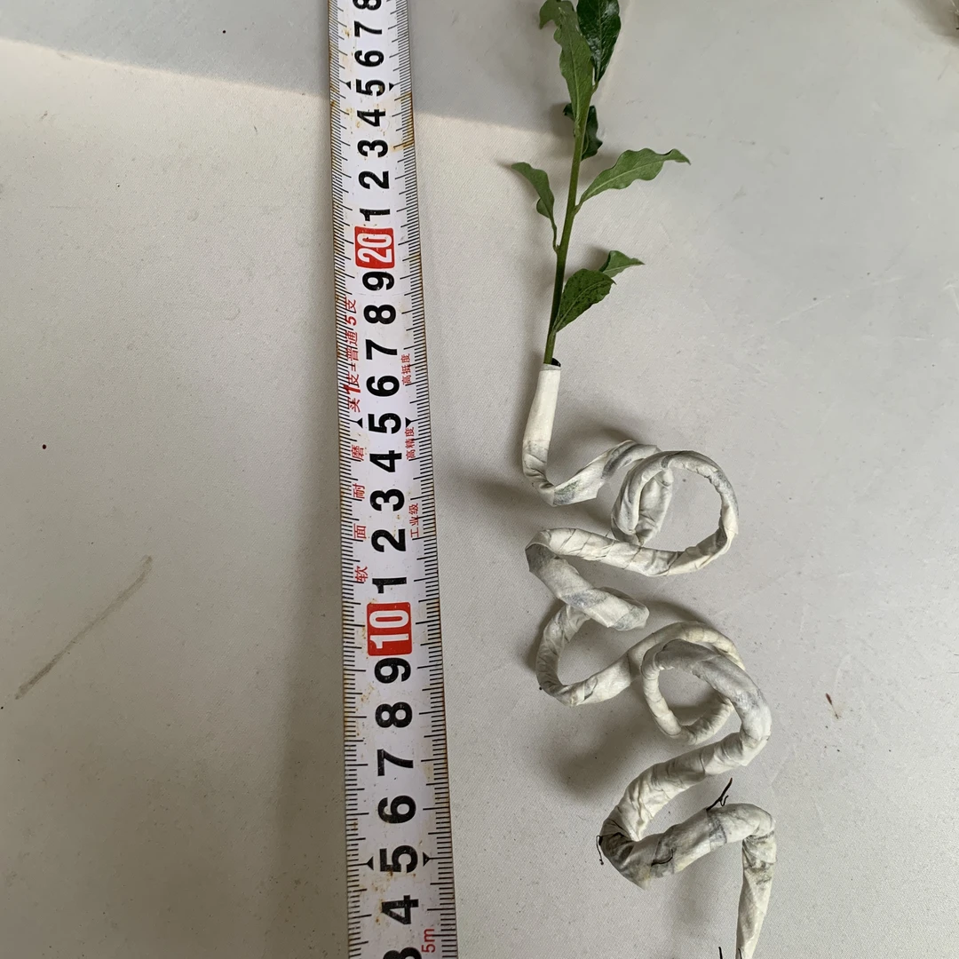 童子功立体斜s造型素材【】