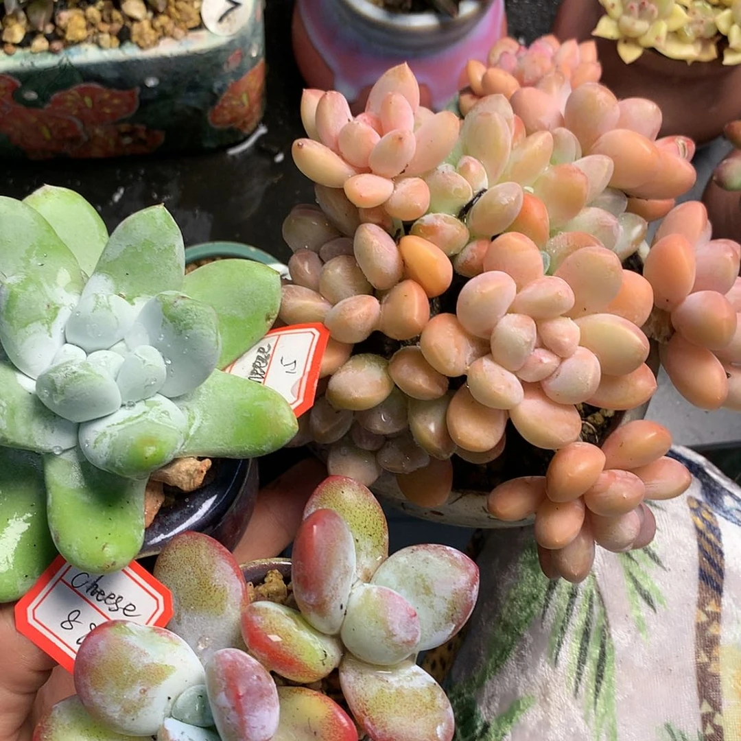 【闪购商品】cheese3个