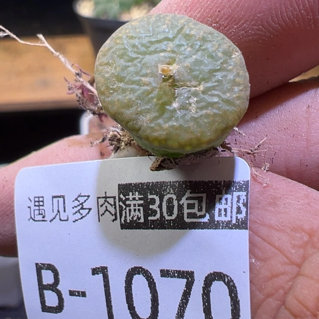 多肉植物1111111111111