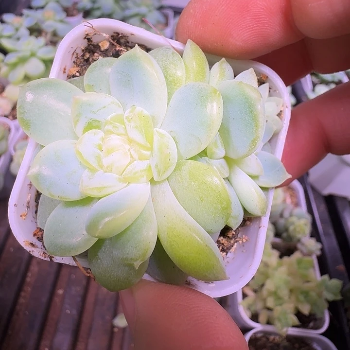 奶油财富朵朵福利