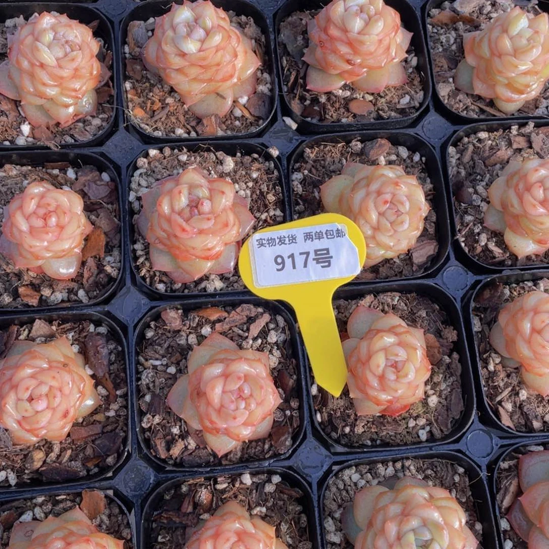 917号粉甜心珍妮单头两个