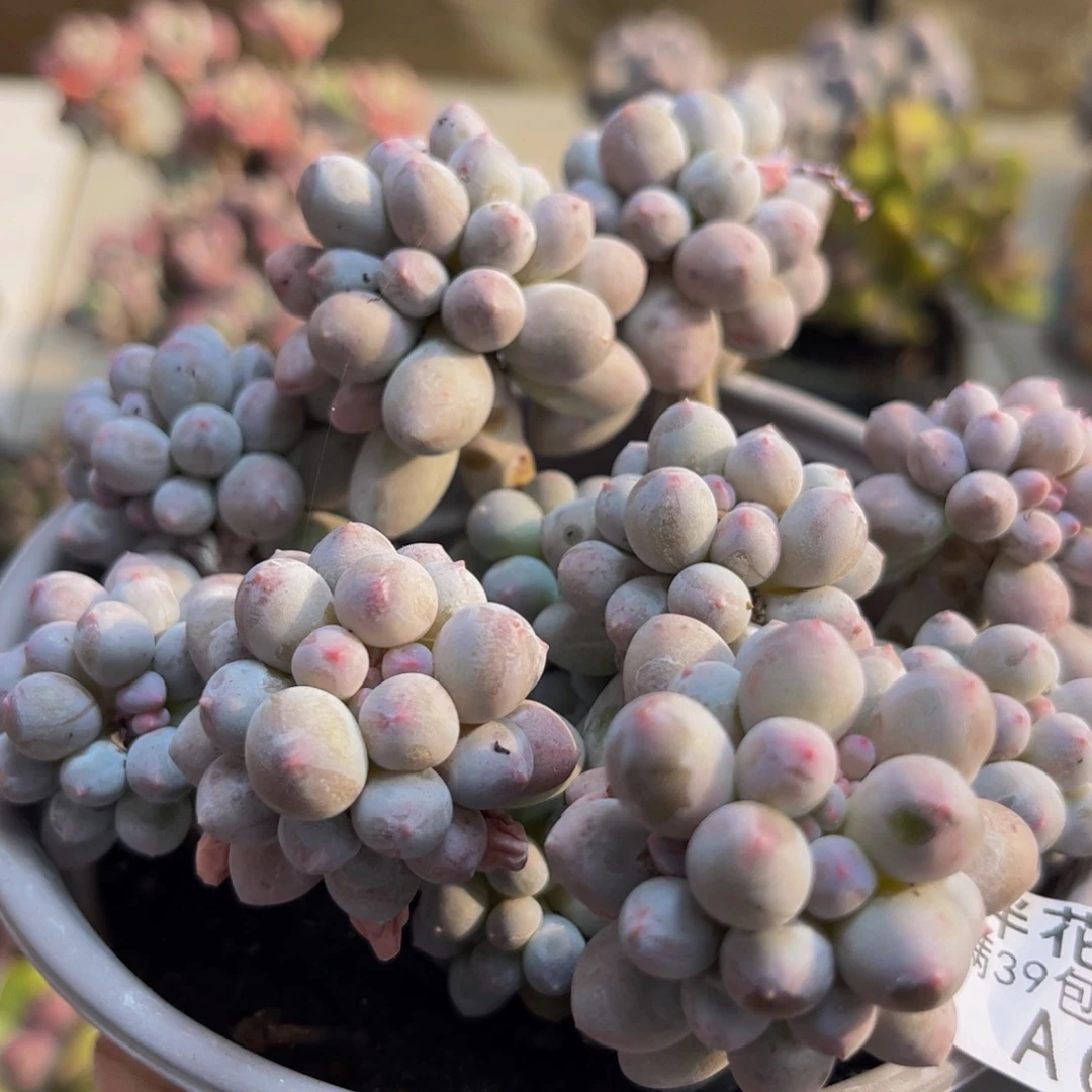 682/12cm香水手指多肉植物