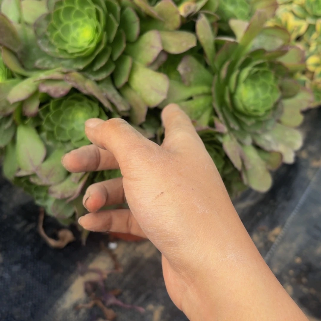506多肉植物捧花