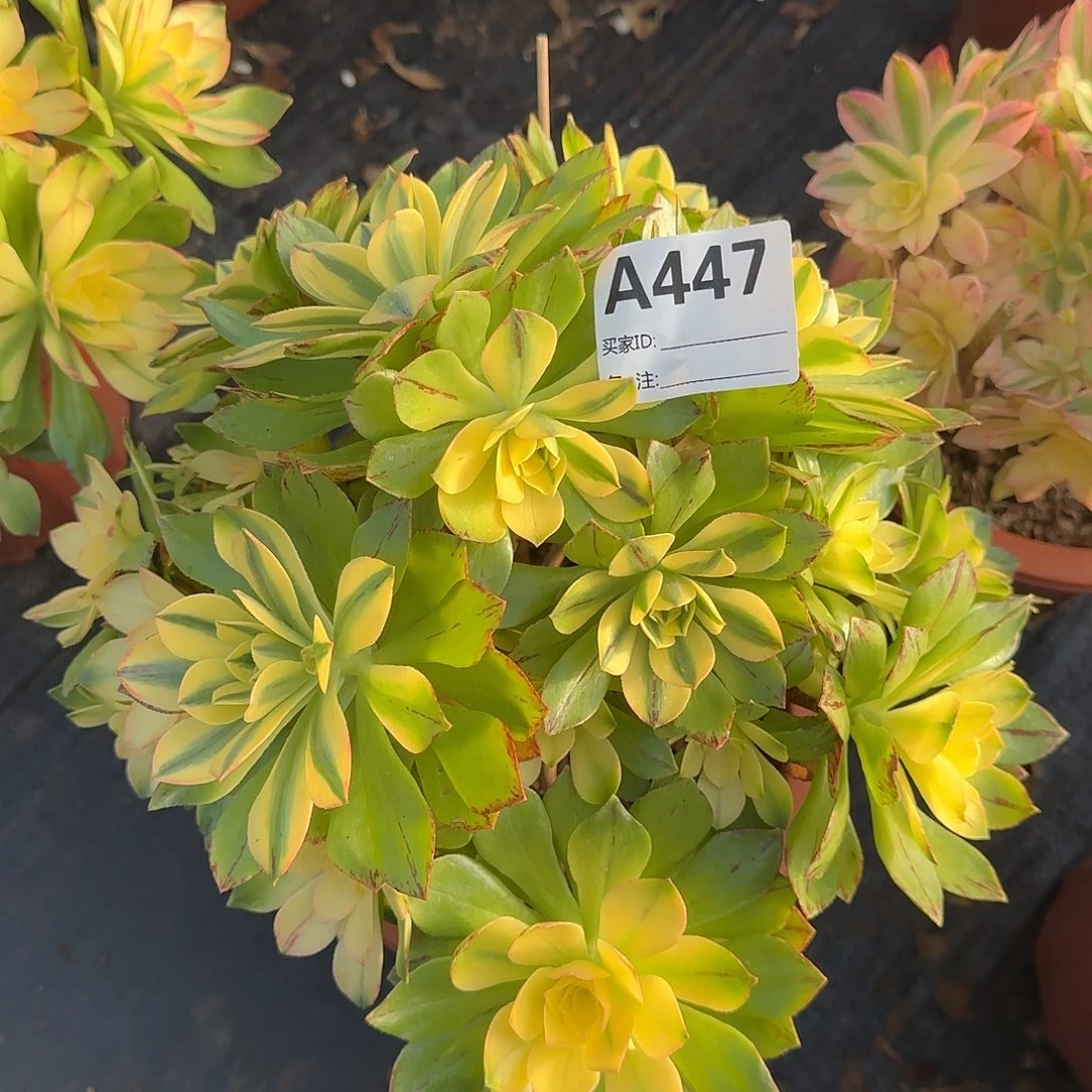 荷花多肉法师a447