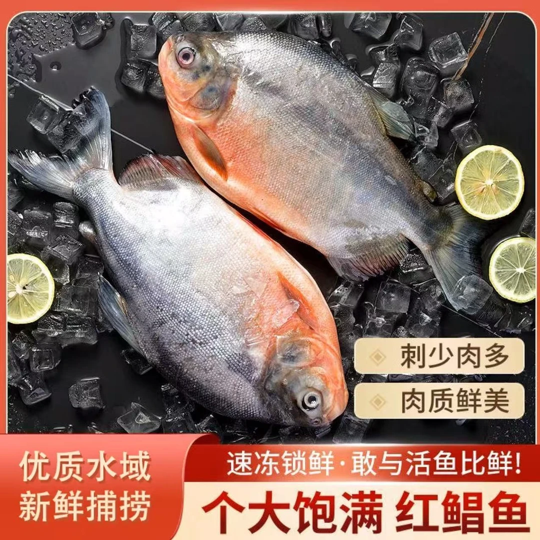 7大条7斤海红鲳鱼 鲜活速冻大红鲳鱼450g-600g/条 顺丰发货（阿诚）