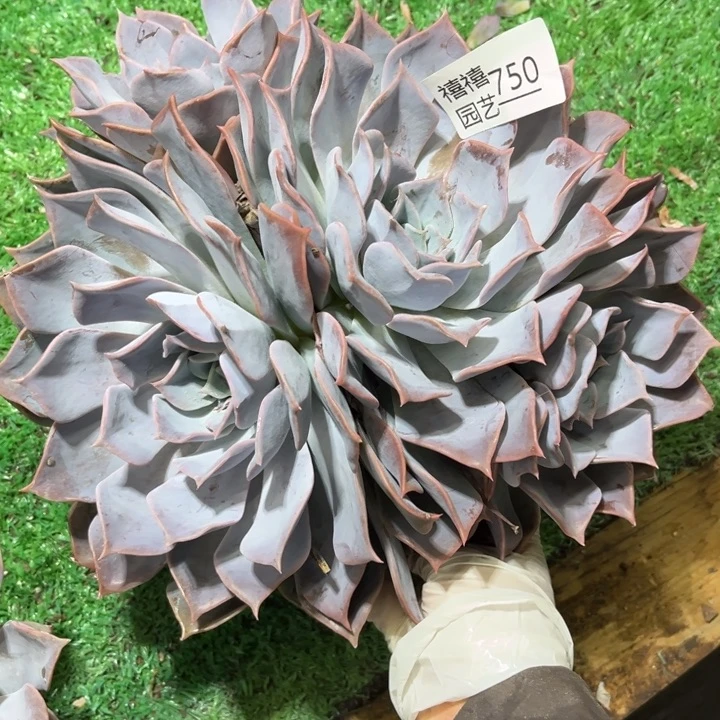 750露西娜多肉植物