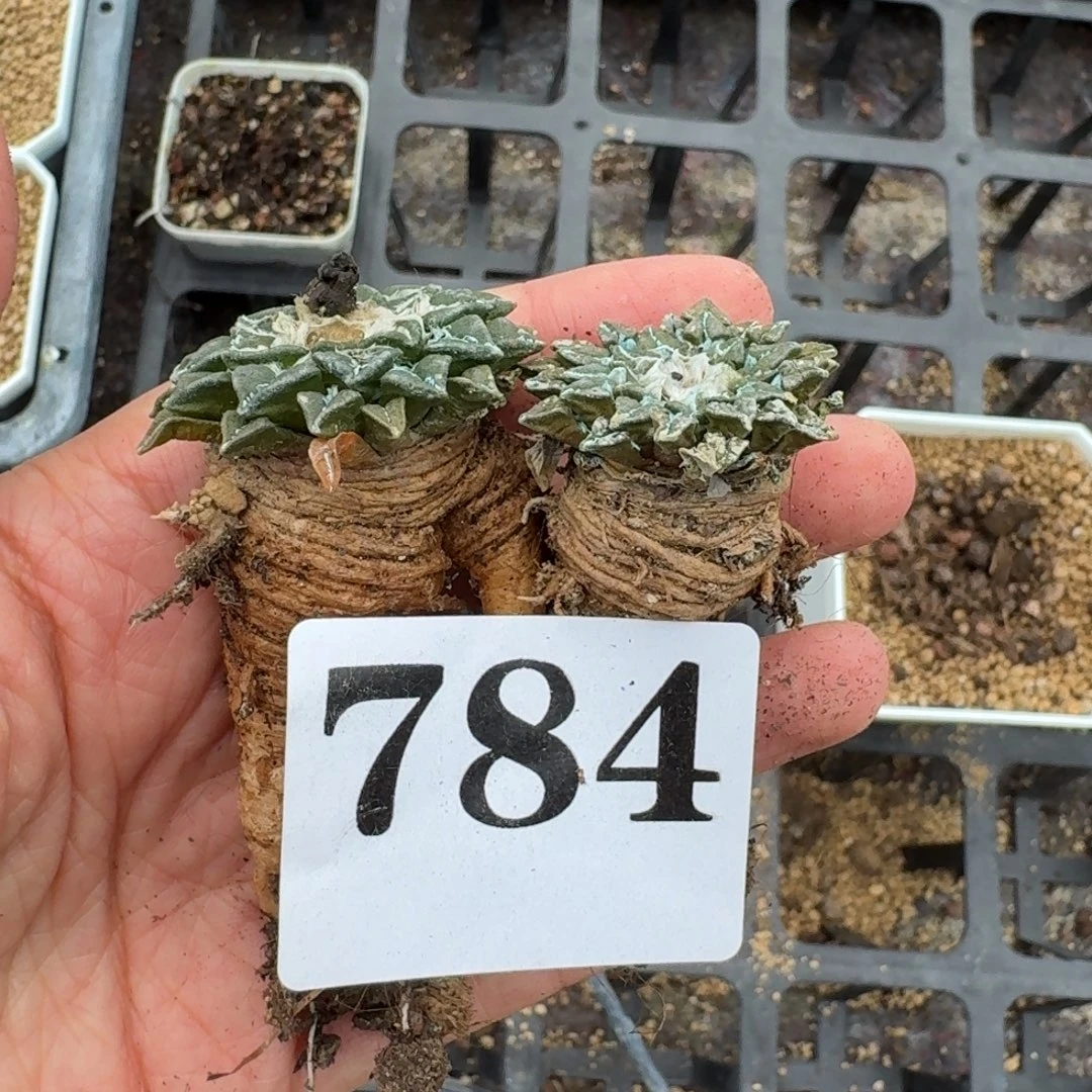 莱***茶黑牡丹姬牡丹一物一拍多肉植物