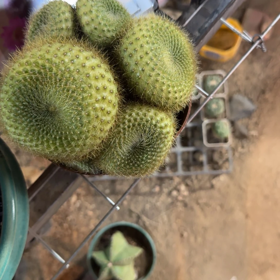 自****可口可乐了可口可乐