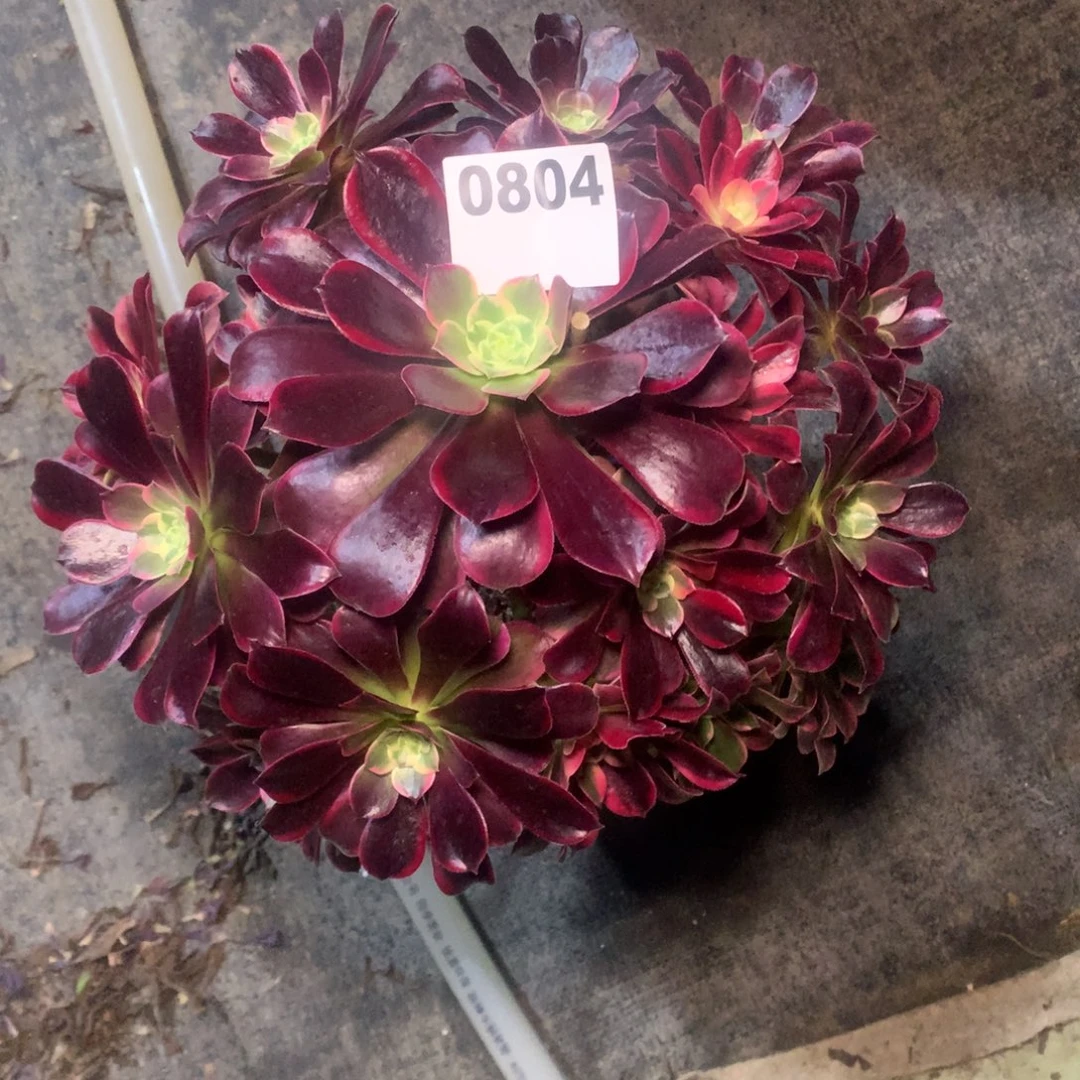 金丝雀804法师多肉植物有断支300000