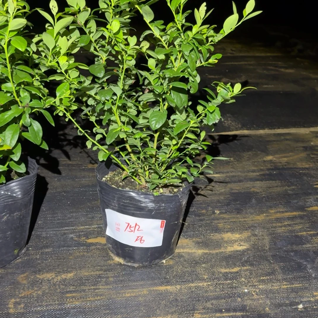 奔***霸大钵F6一物一拍7512