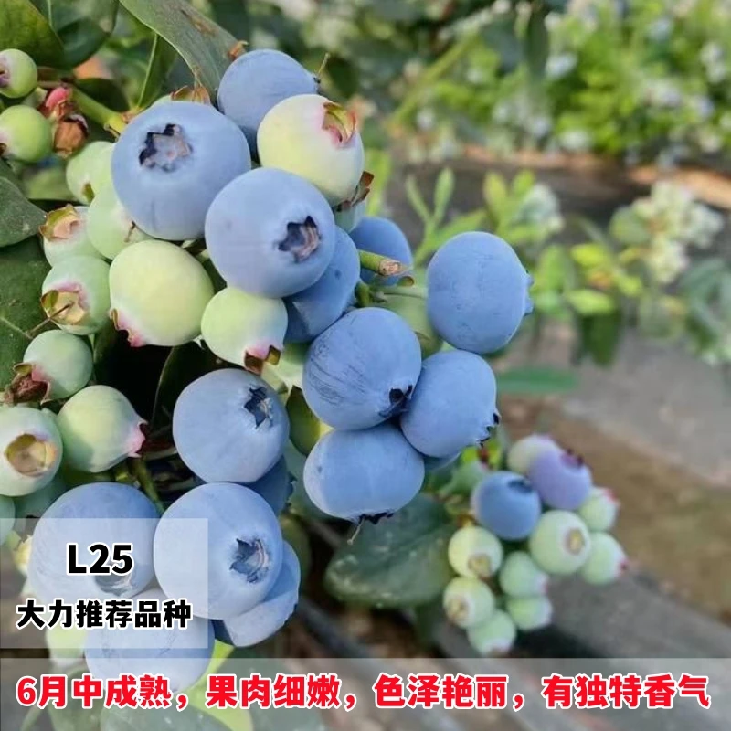 蓝莓树苗特大L25蓝莓苗早熟南高丛盆栽地栽南方北方种植当年结果