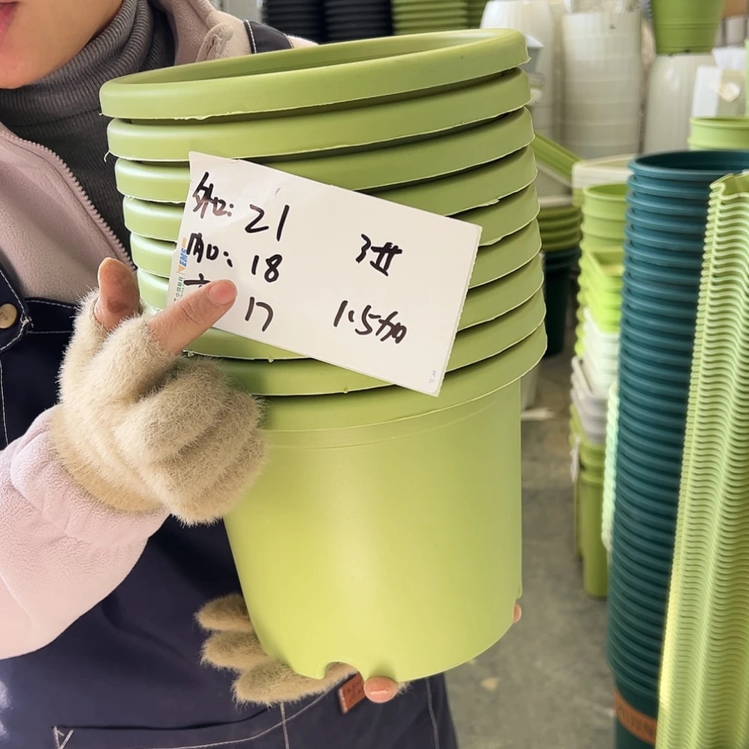 四季盆3#果绿色10个无托