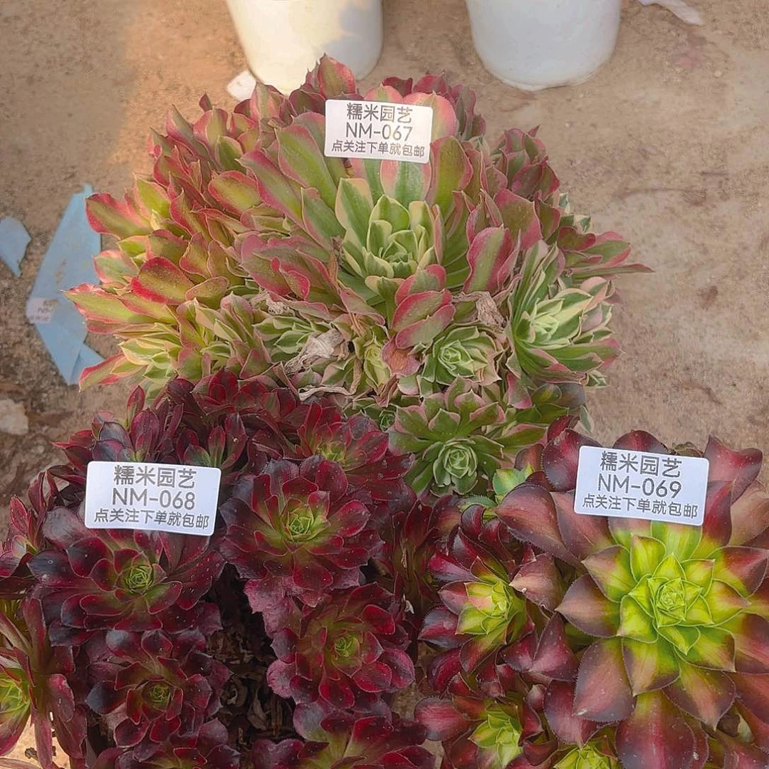 白凤安娜韶华三颗组067-68-69