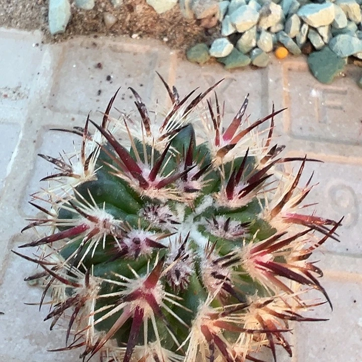 虎爪玉。一代侧。