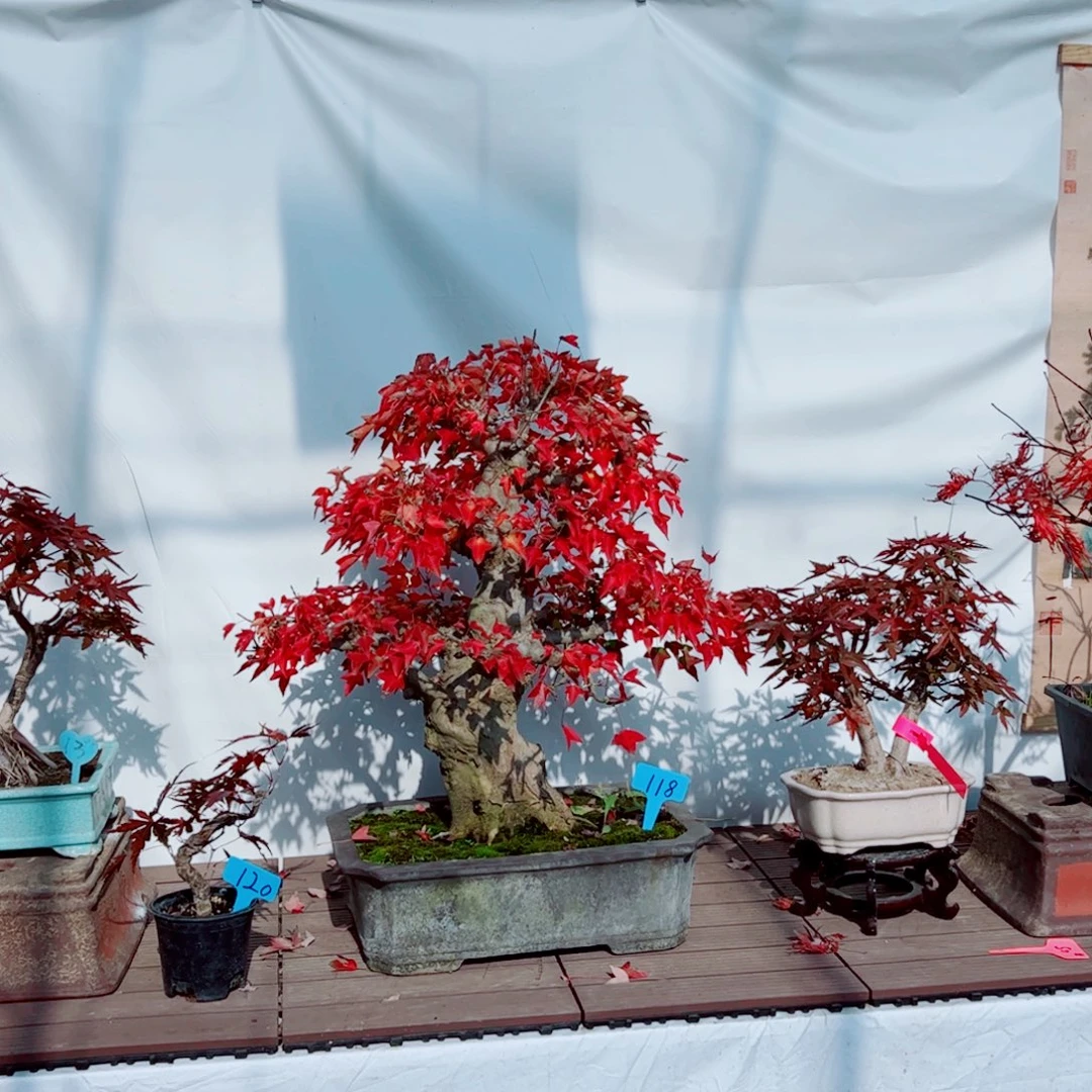 Z***F无花朵枫树枫树枫树枫树枫树枫树枫树