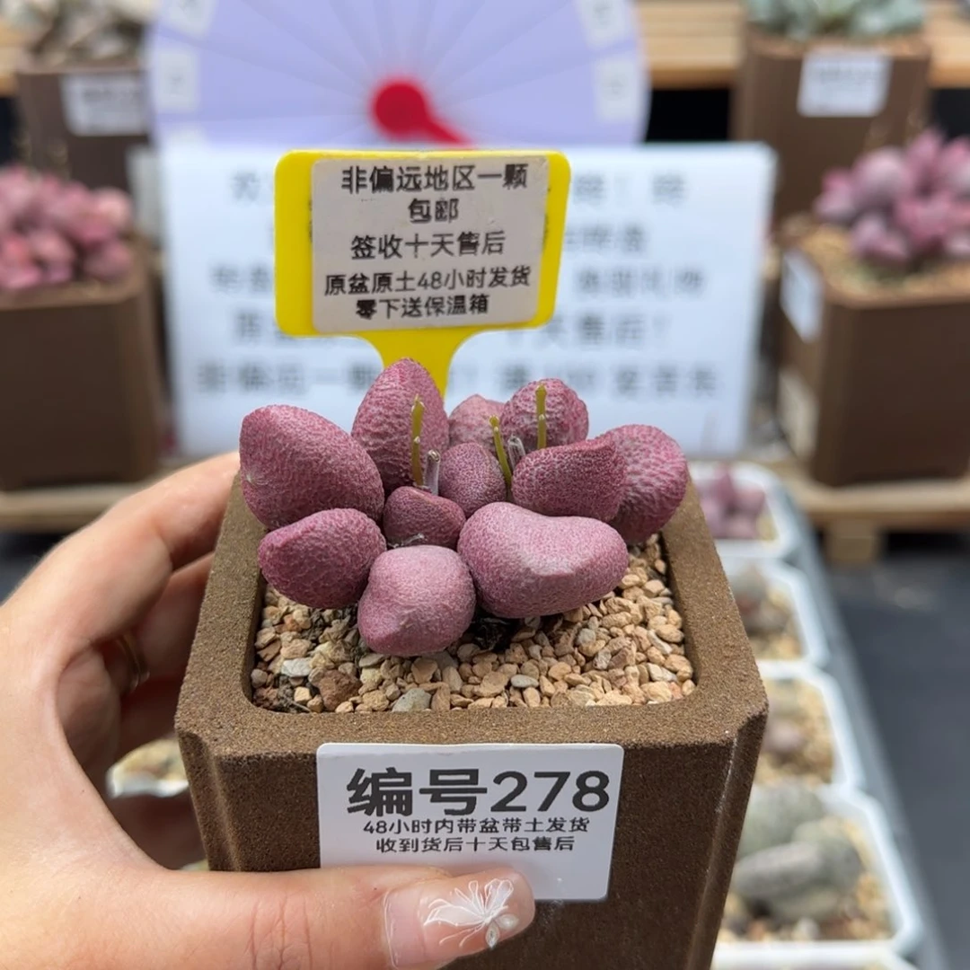 月*278红烧肉多肉植物