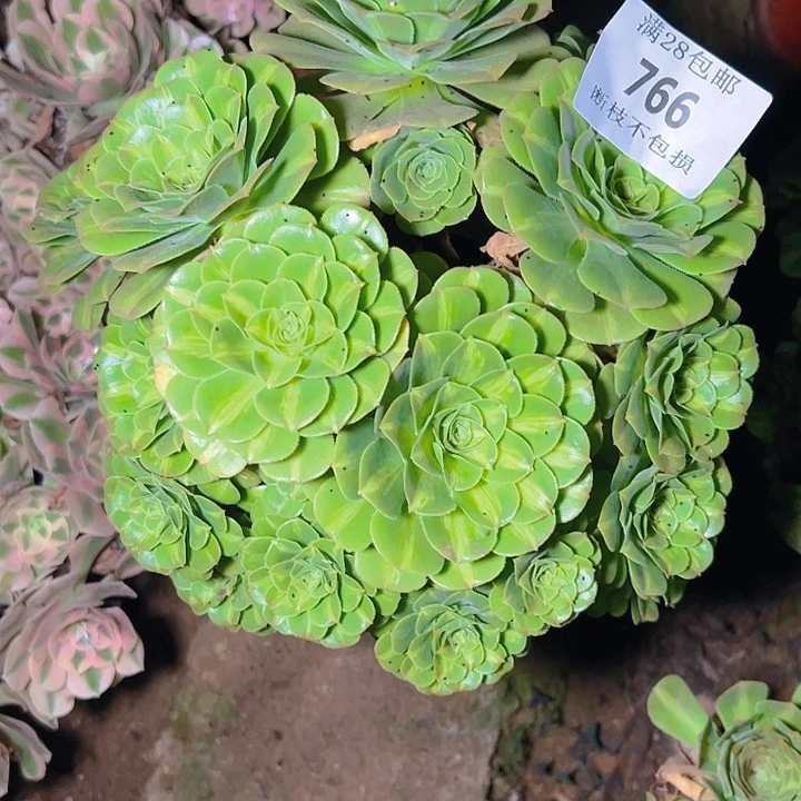 766翡翠琉璃多肉植物