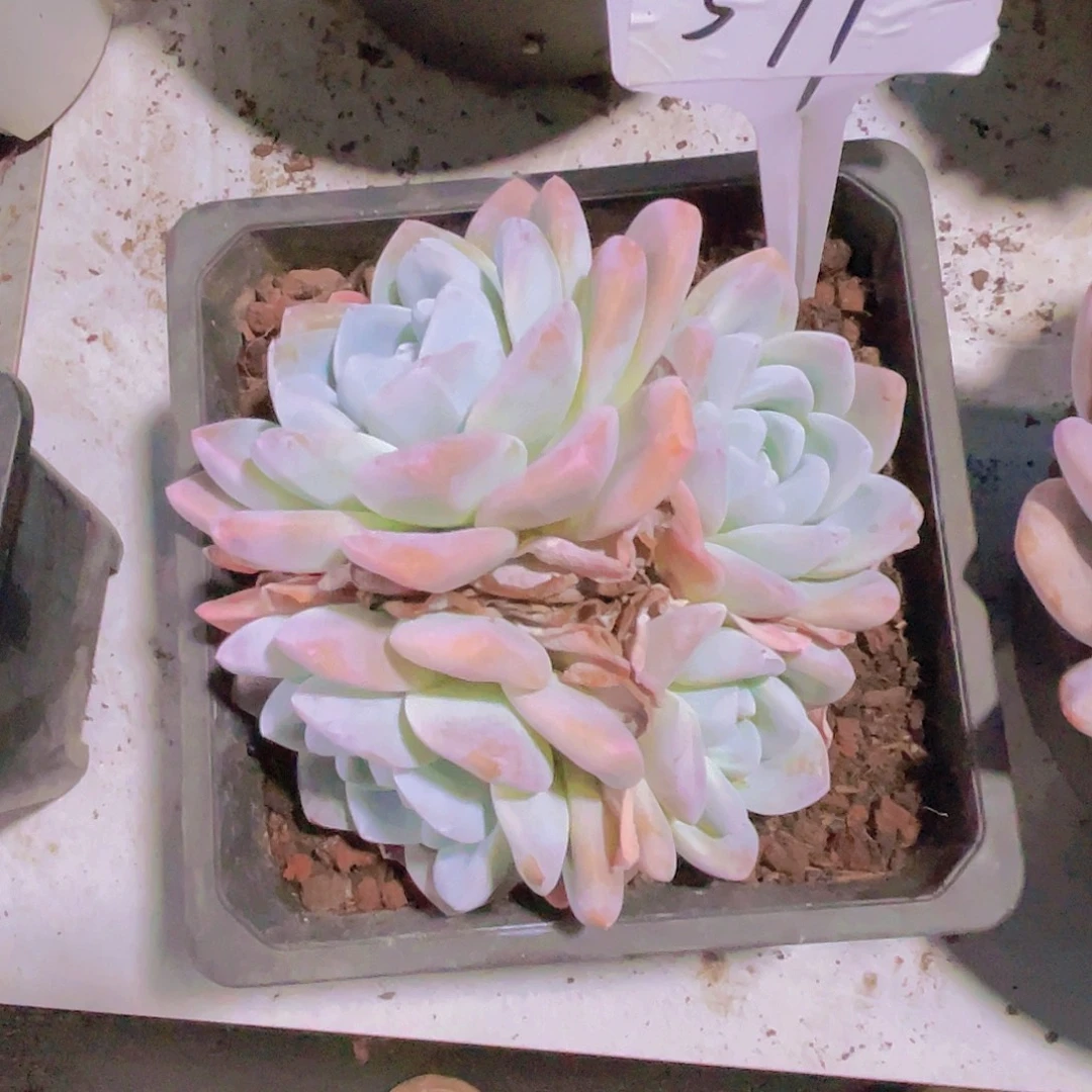 唯***醉0000000000000571