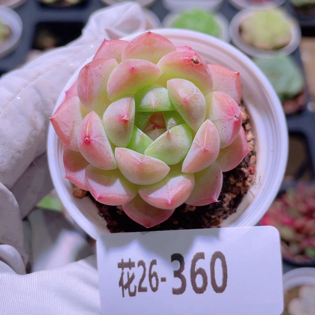 花利美26-360柔情