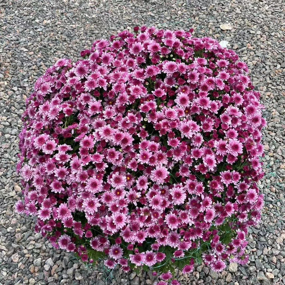 【草莓甜心】球菊 耐热耐晒庭院阳台易养护