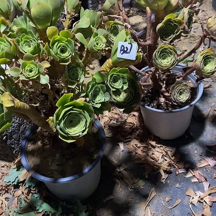 不**系绿羊绒沙拉碗老庄朵朵造型不包断裸根27-28