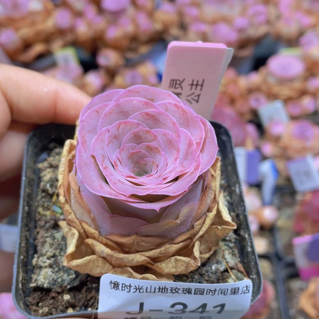 K***K山地玫瑰精灵公主J341