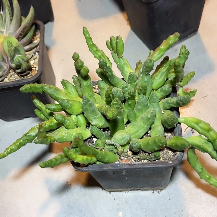 无花朵便便萝藦大群一物一拍下单包邮不包损