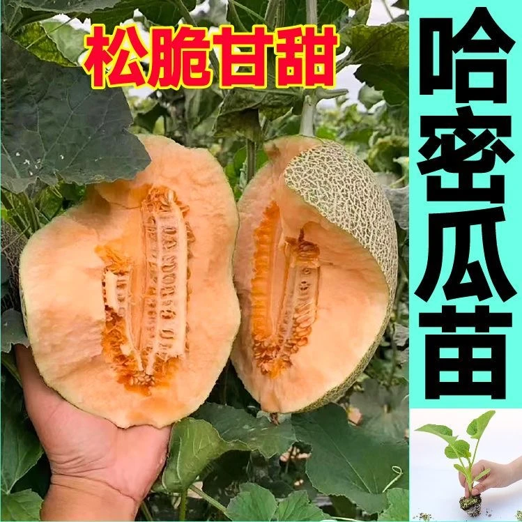 笙之耕朝甜哈密瓜秧苗带土发货网纹哈密瓜秧苗四季高产