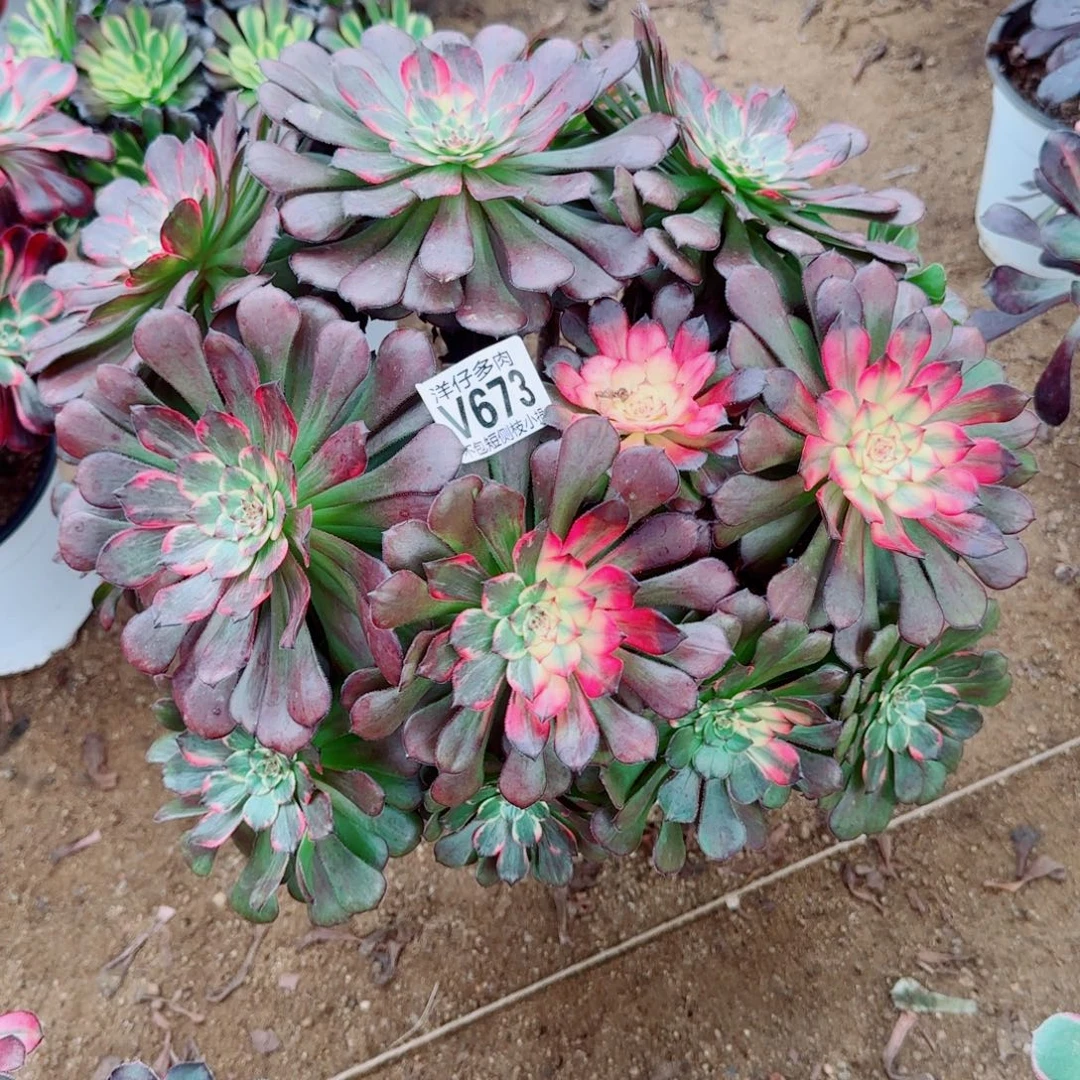 烟花发师673冠幅33