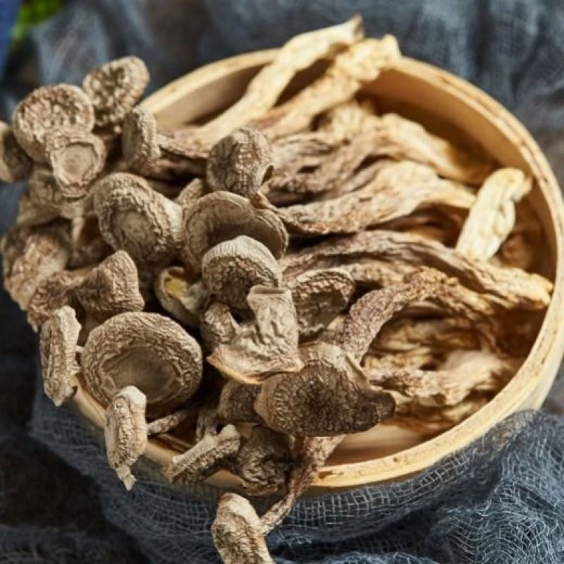 精选农家特产500g高山鹿茸菇批发新鲜菌菌菇菌类脆脆菇