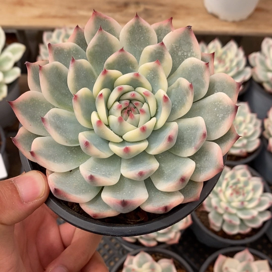 吉娃娃锦多肉植物8784