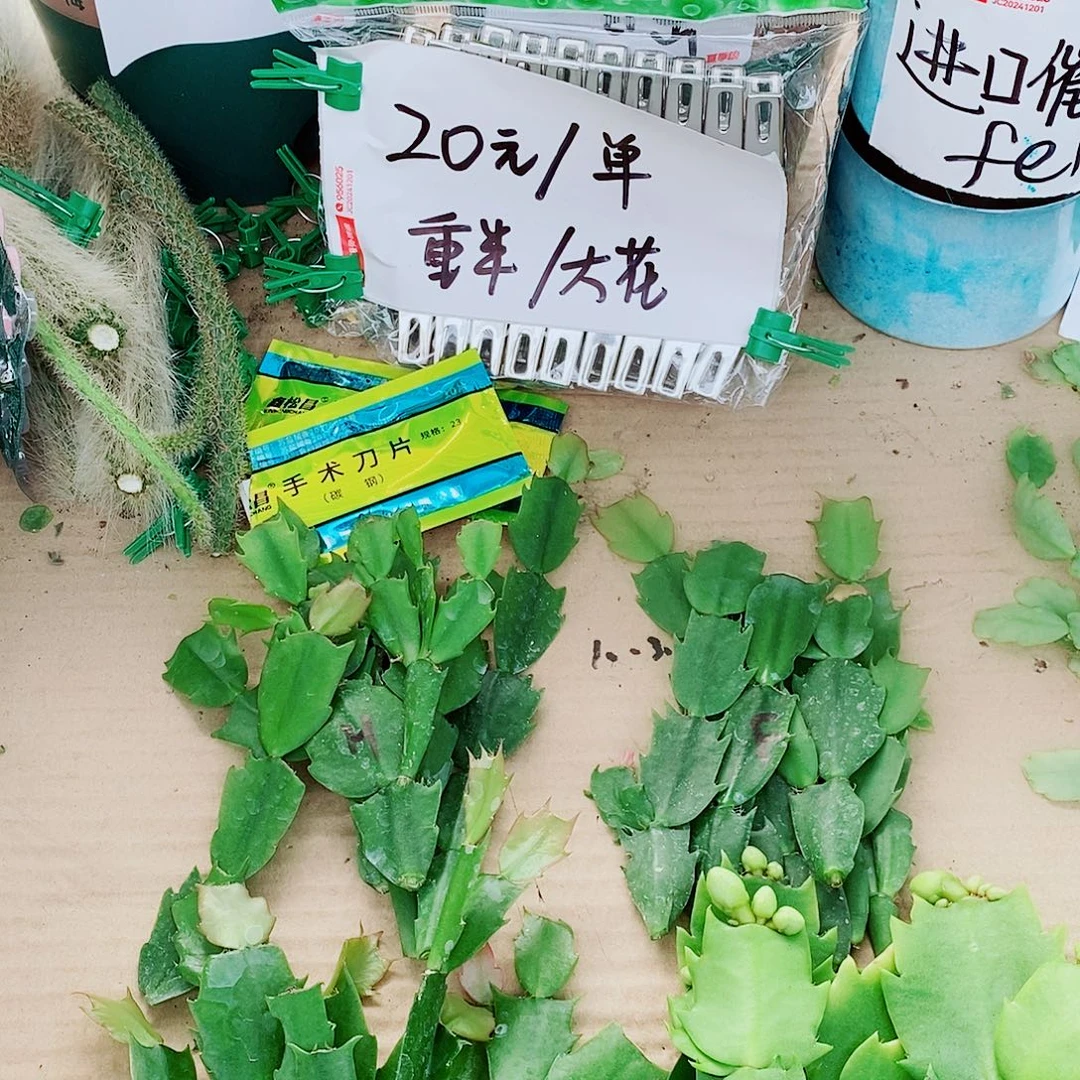 L***L无花朵叶片福利一物一拍