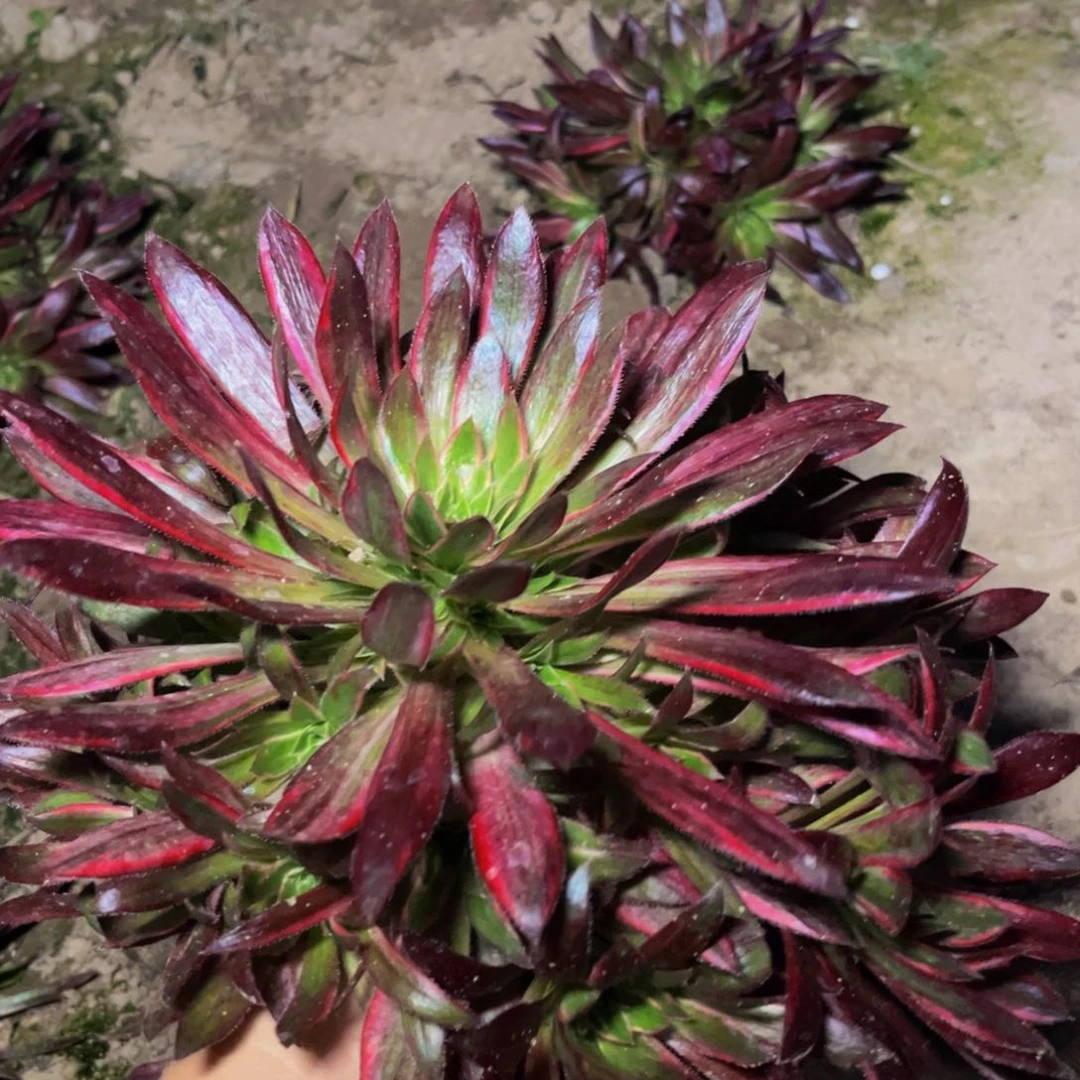孔雀锦多肉植物捧花的