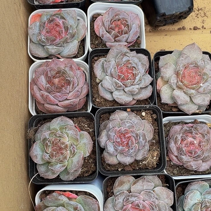 5.5方后叶糖心带盆土发