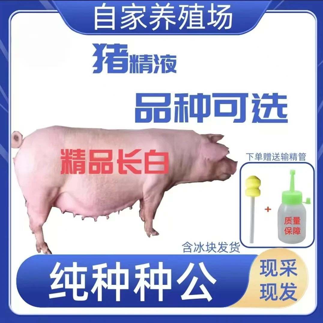 优质商品优质长白猪精现采现发包邮包对版