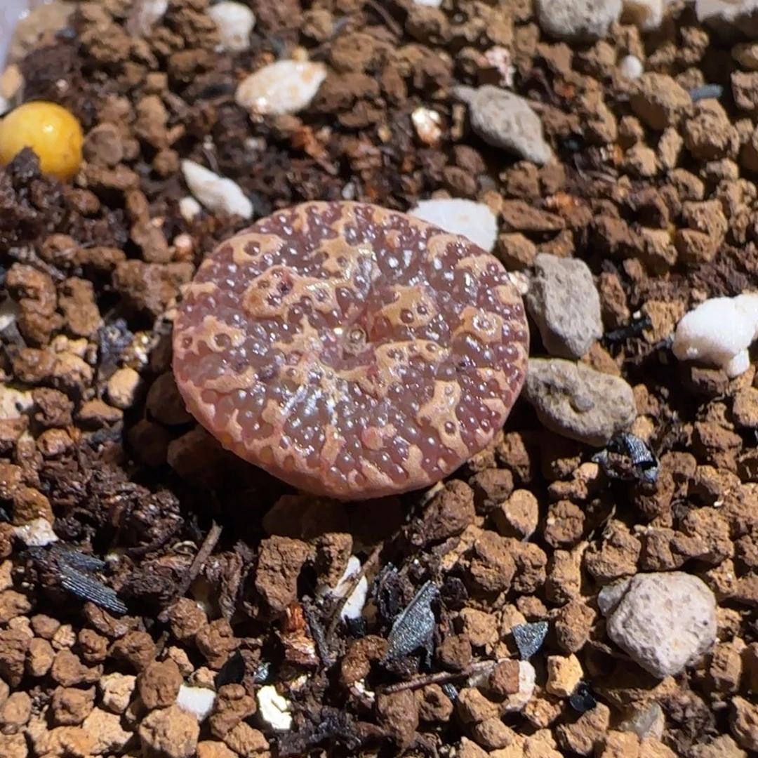 肉锥多肉植物组合-超级泡泡勋1349