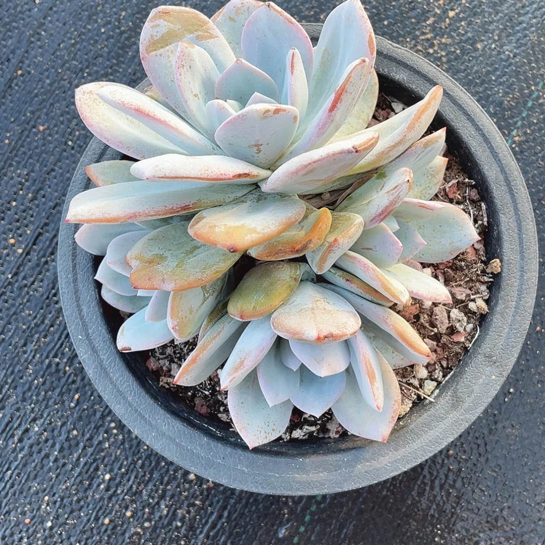 韩版奶茶群生无砍