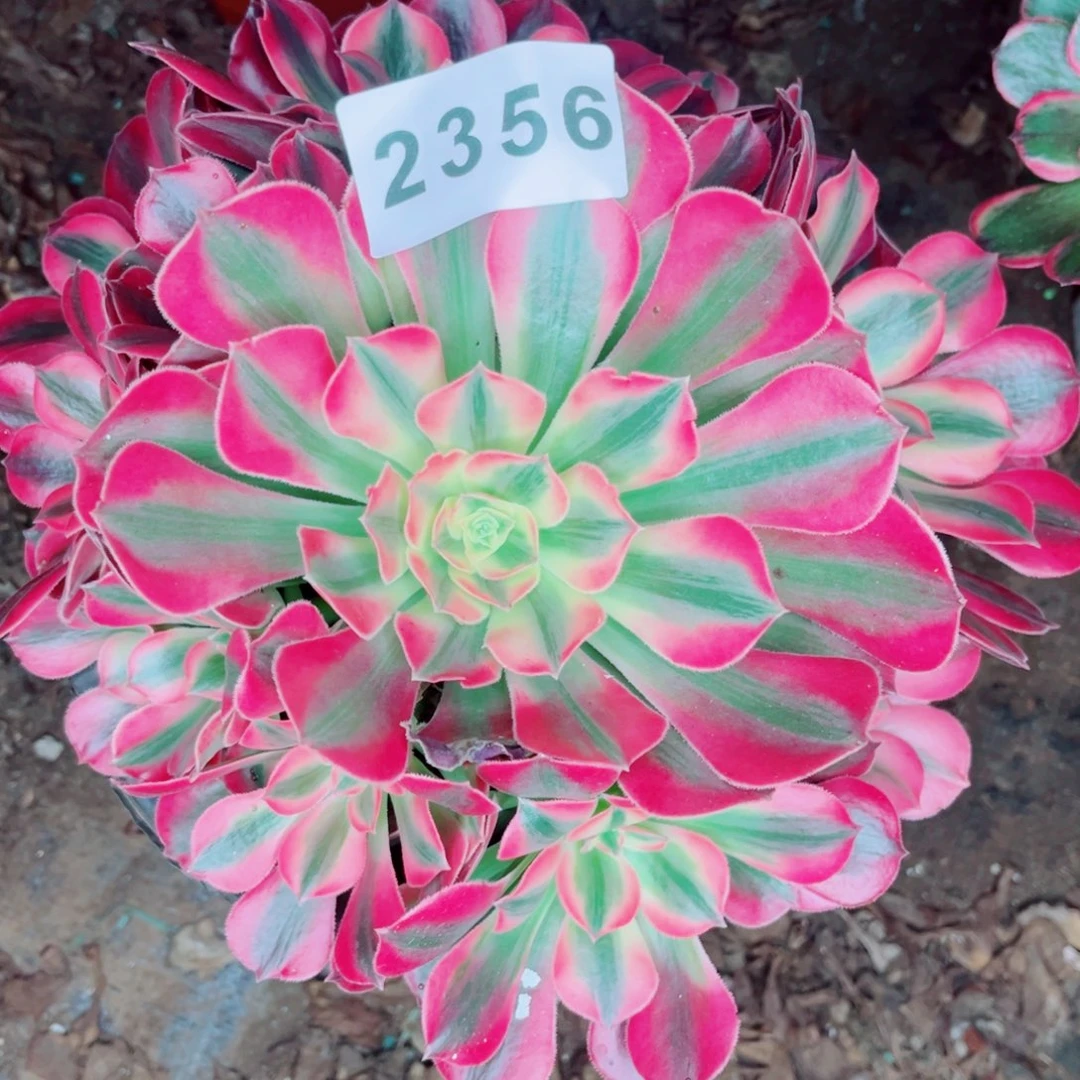 女郎多肉发货发货