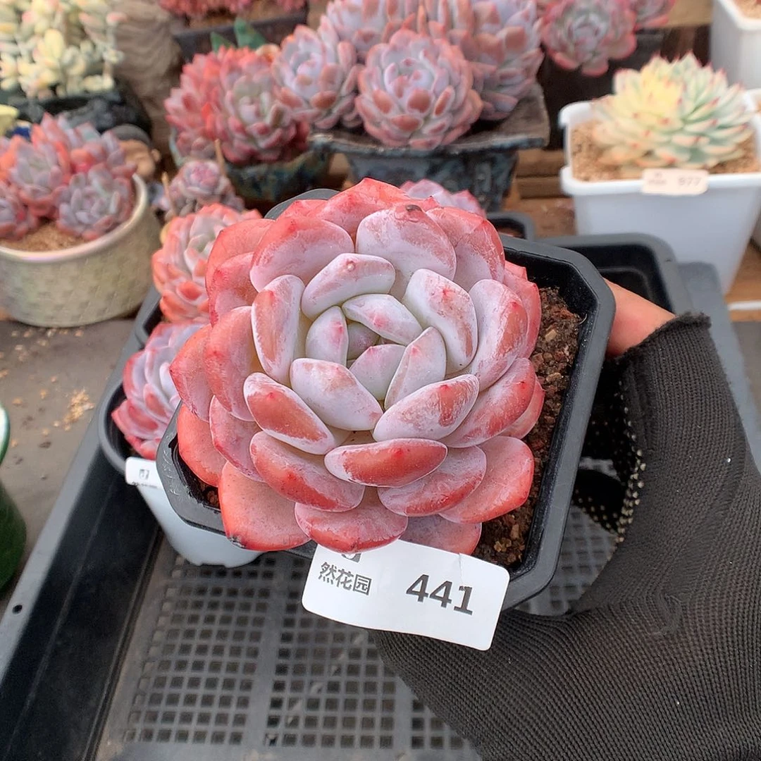 441雪天使多肉植物66666