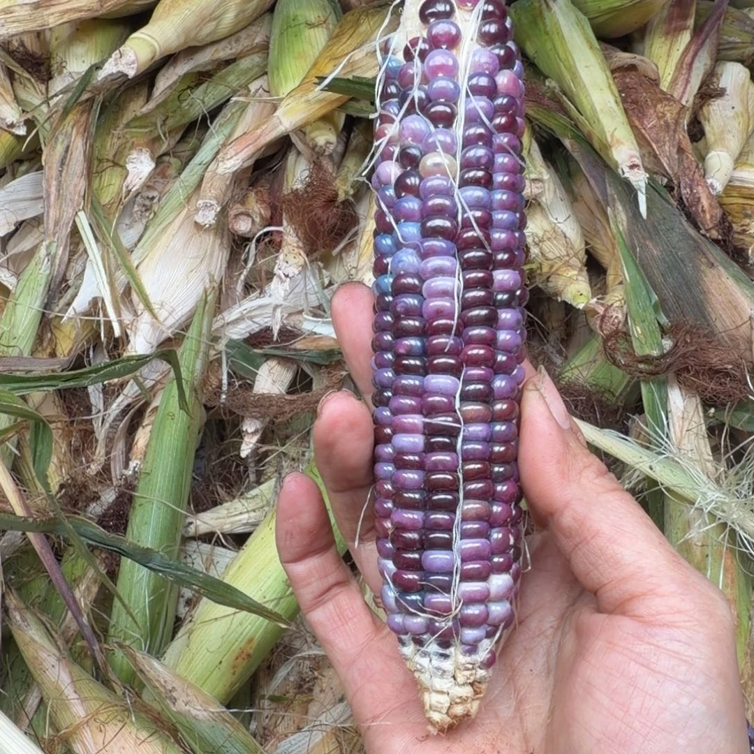 l****吊坠柏香籽/百香籽