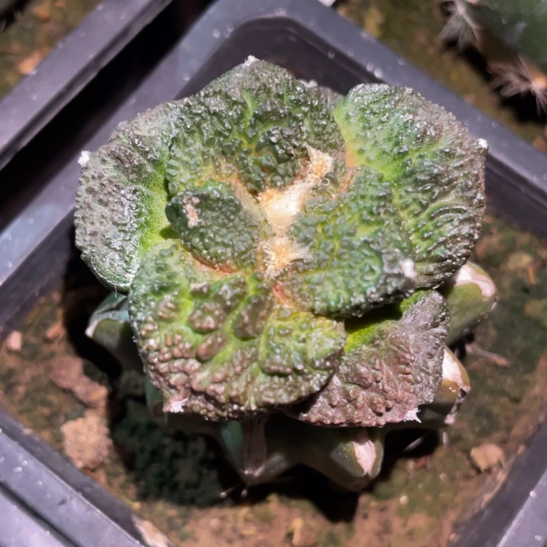 紫姬丸犹菜花牡丹 仙人球