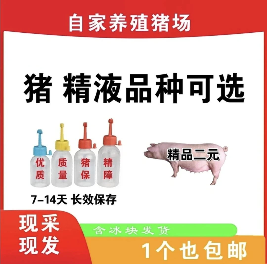 大白精液长白精液约克种猪精液包邮包对版生态养殖原种优质批发