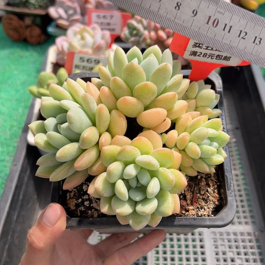 表妹精品多肉植物369.