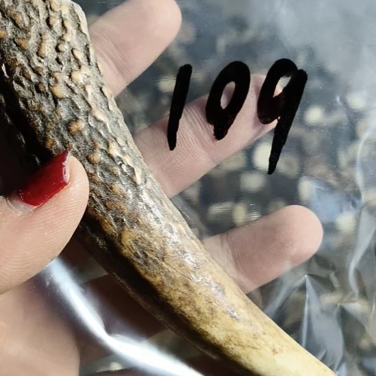 沙***漠鹿角鹿角鹿角鹿角鹿角鹿角