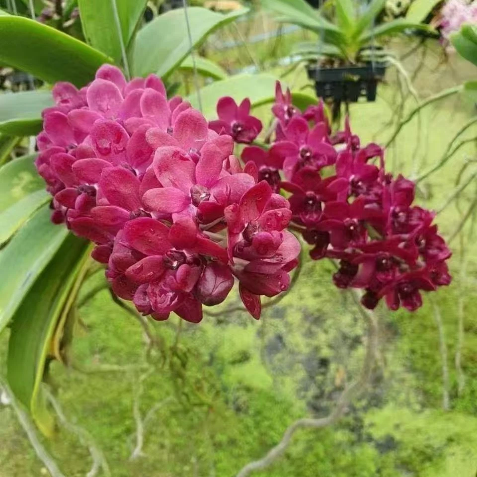 红象兰泰国  花爆花艳 串花型  适合垂吊挂养  春季开花