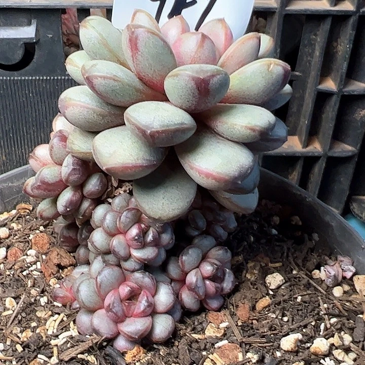 阿*947/////////////