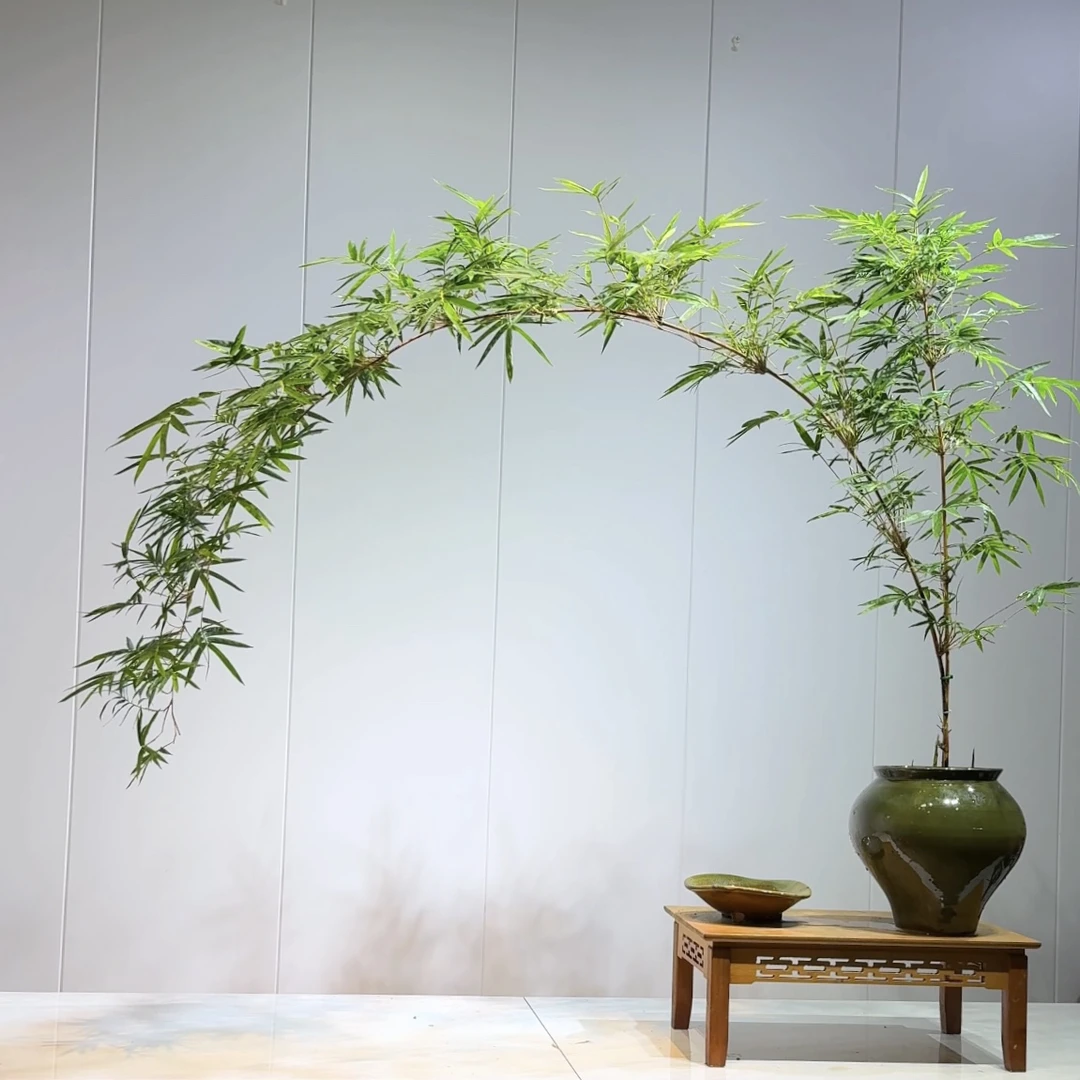 【一物一拍】红观音竹 绿观音竹 室内观赏 盆景禅意竹子