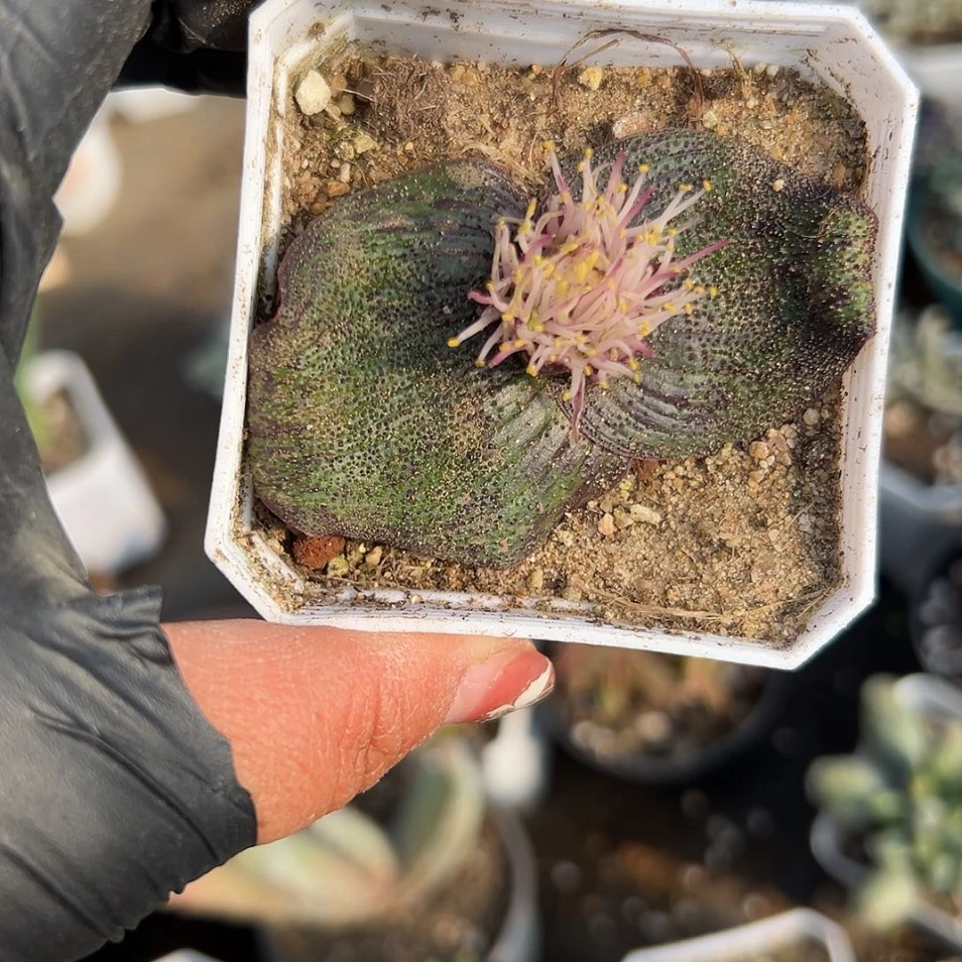 多肉植物多肉植物