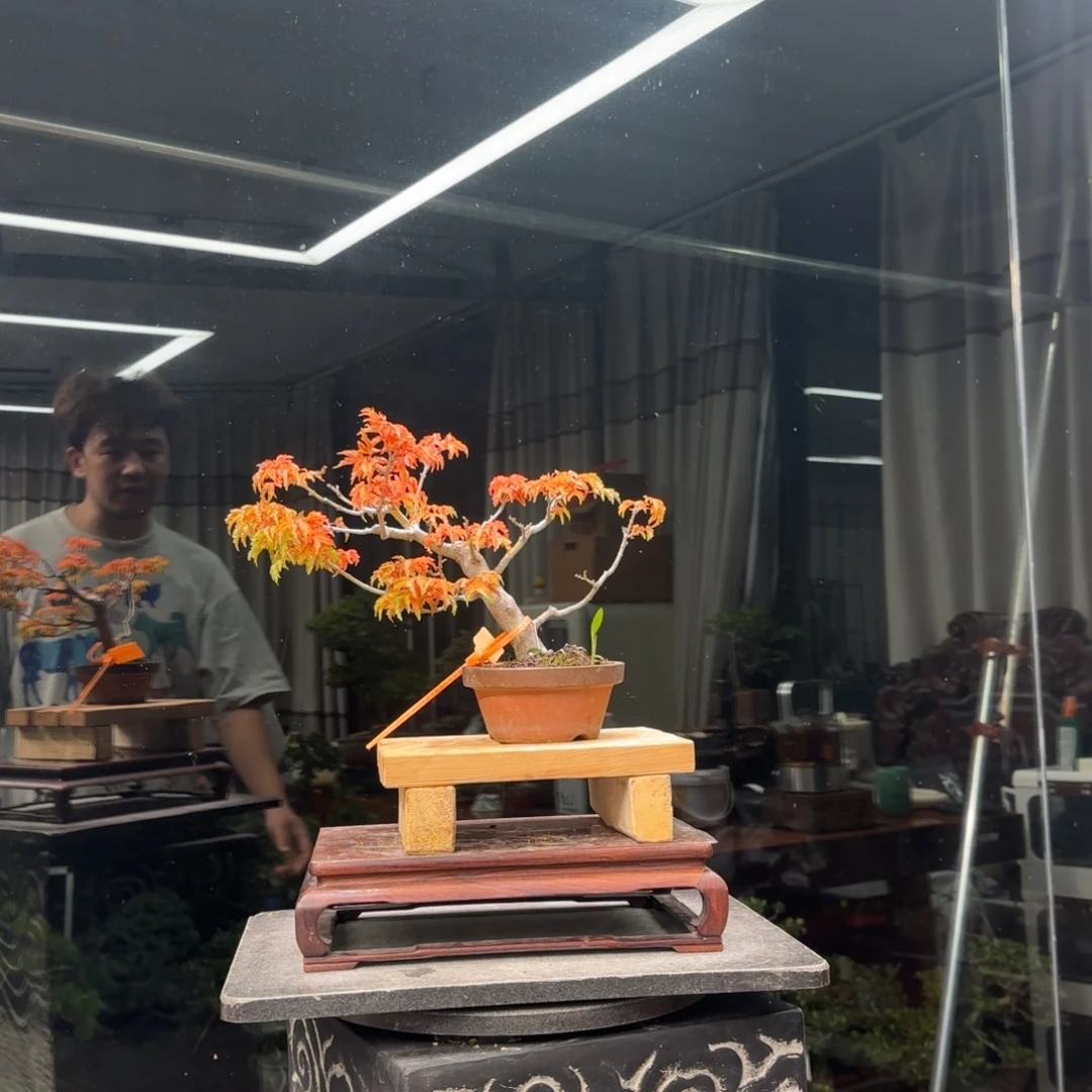 浮***生无花朵花卉苗木花卉